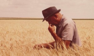 Harold Bair Checking His Wheat for Ripeness